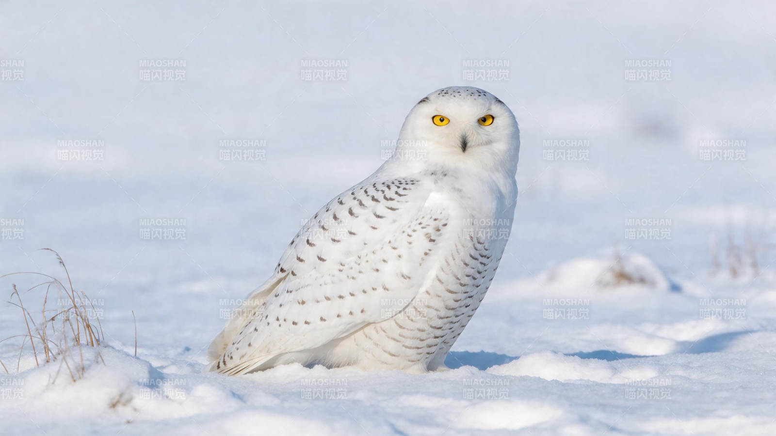 雪鸮静立雪地 金眸凝望远方图片