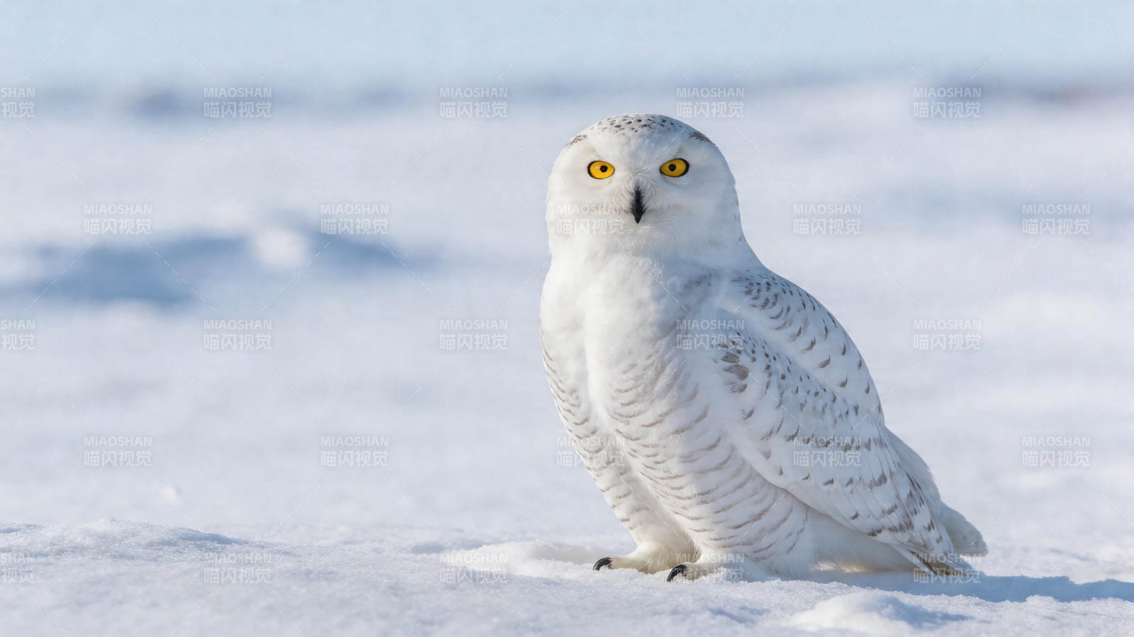 雪鸮静立雪地 金眸凝望图片