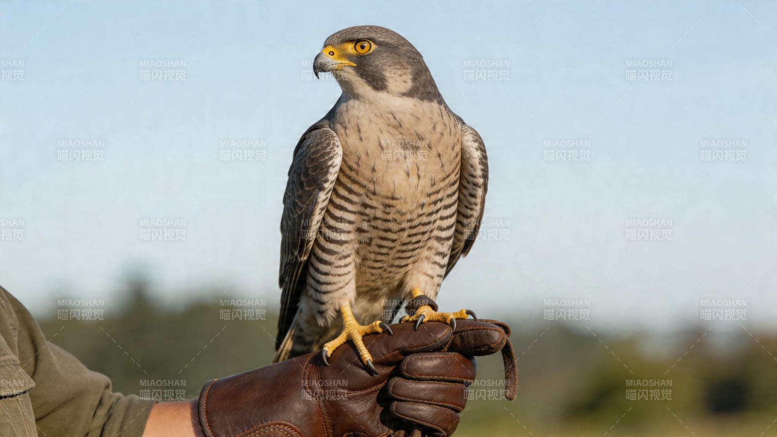 鹰立手套 目光如炬图片