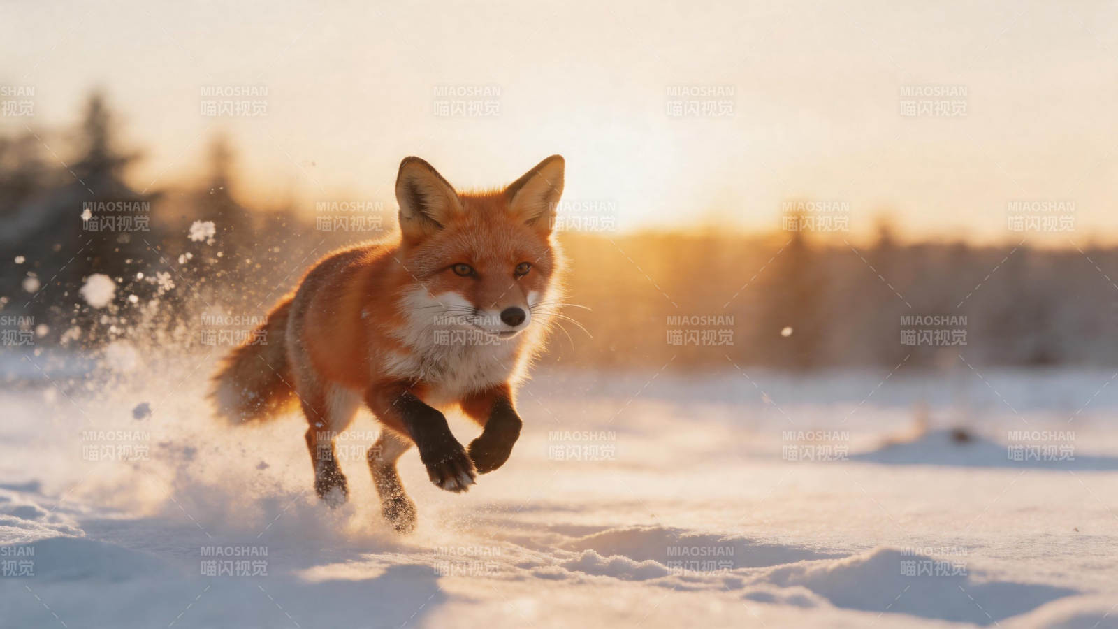 雪野奔狐 夕照如金图片