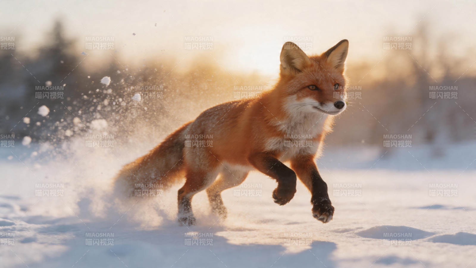 雪原奔狐 夕照飞扬图片