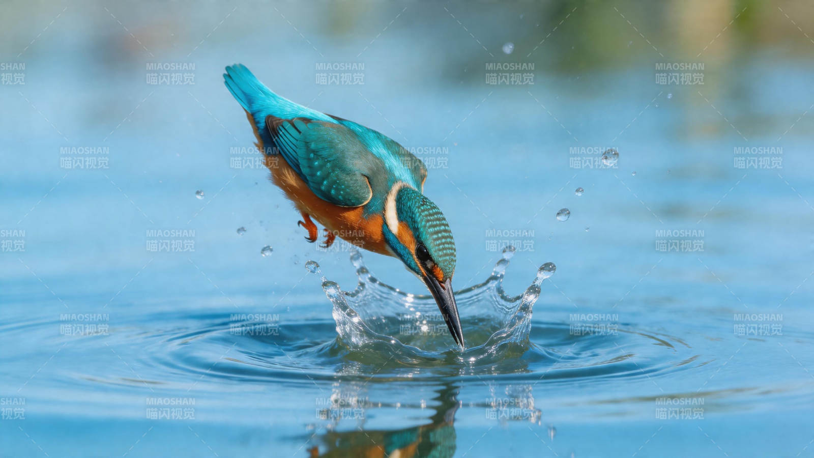 翠鸟捕鱼瞬间图片