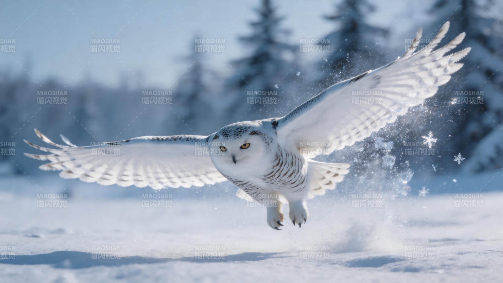 雪鸮振翅掠雪飞图片