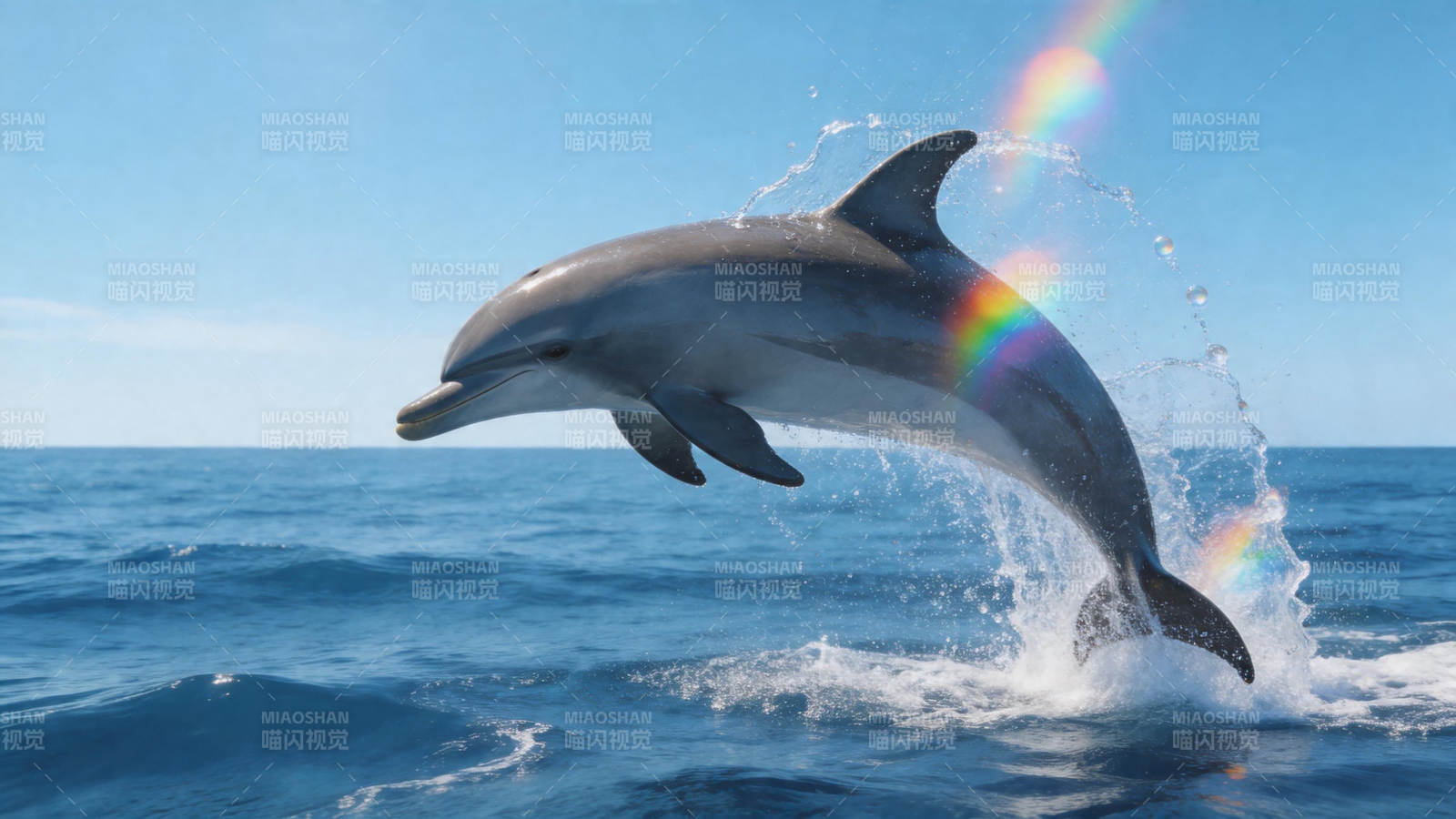 海豚跃海 彩虹相伴图片