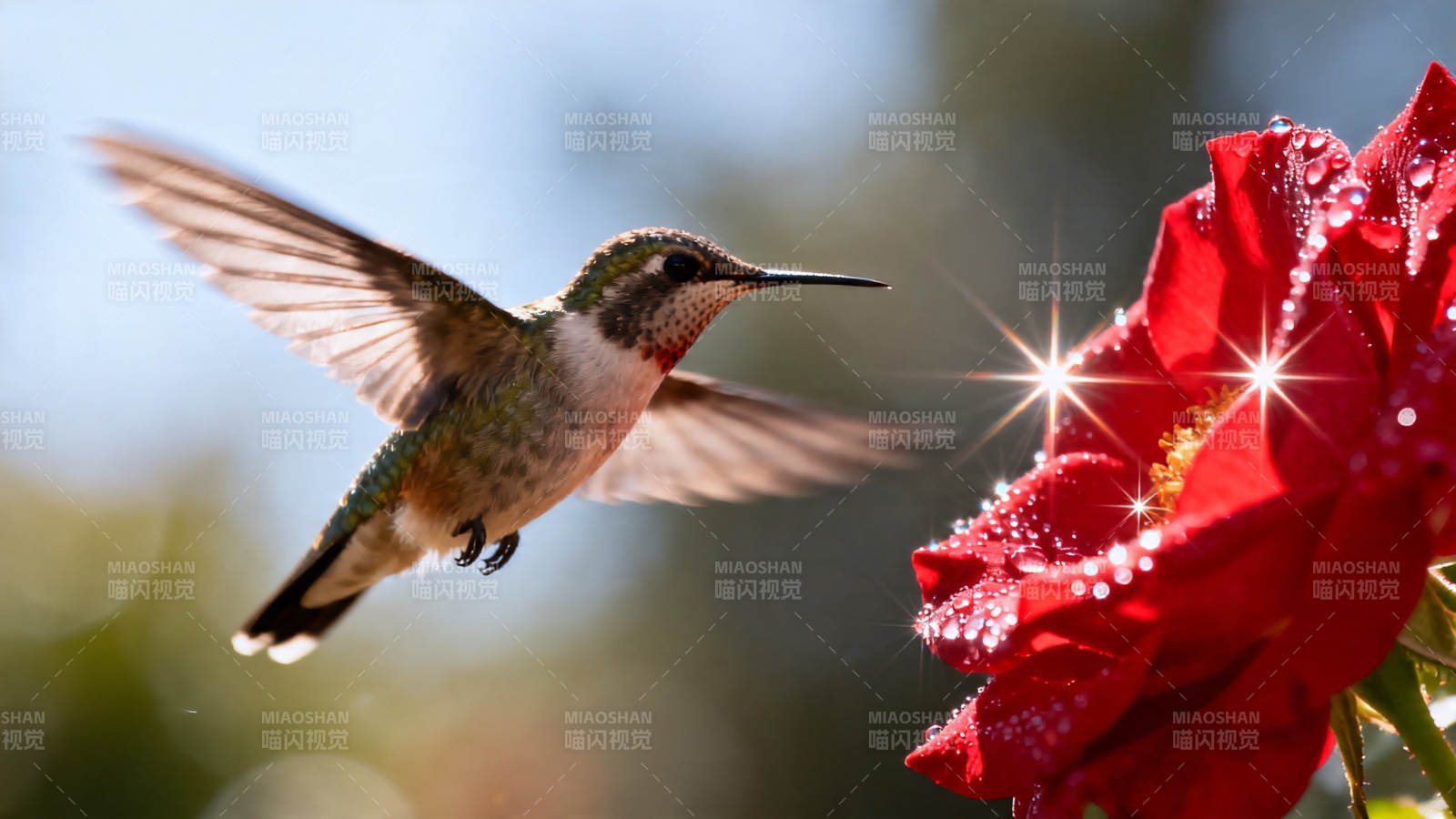 蜂鸟采蜜 红花映晨光图片