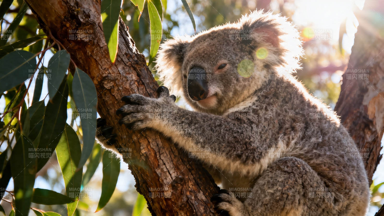 树袋熊抱树干晒太阳图片