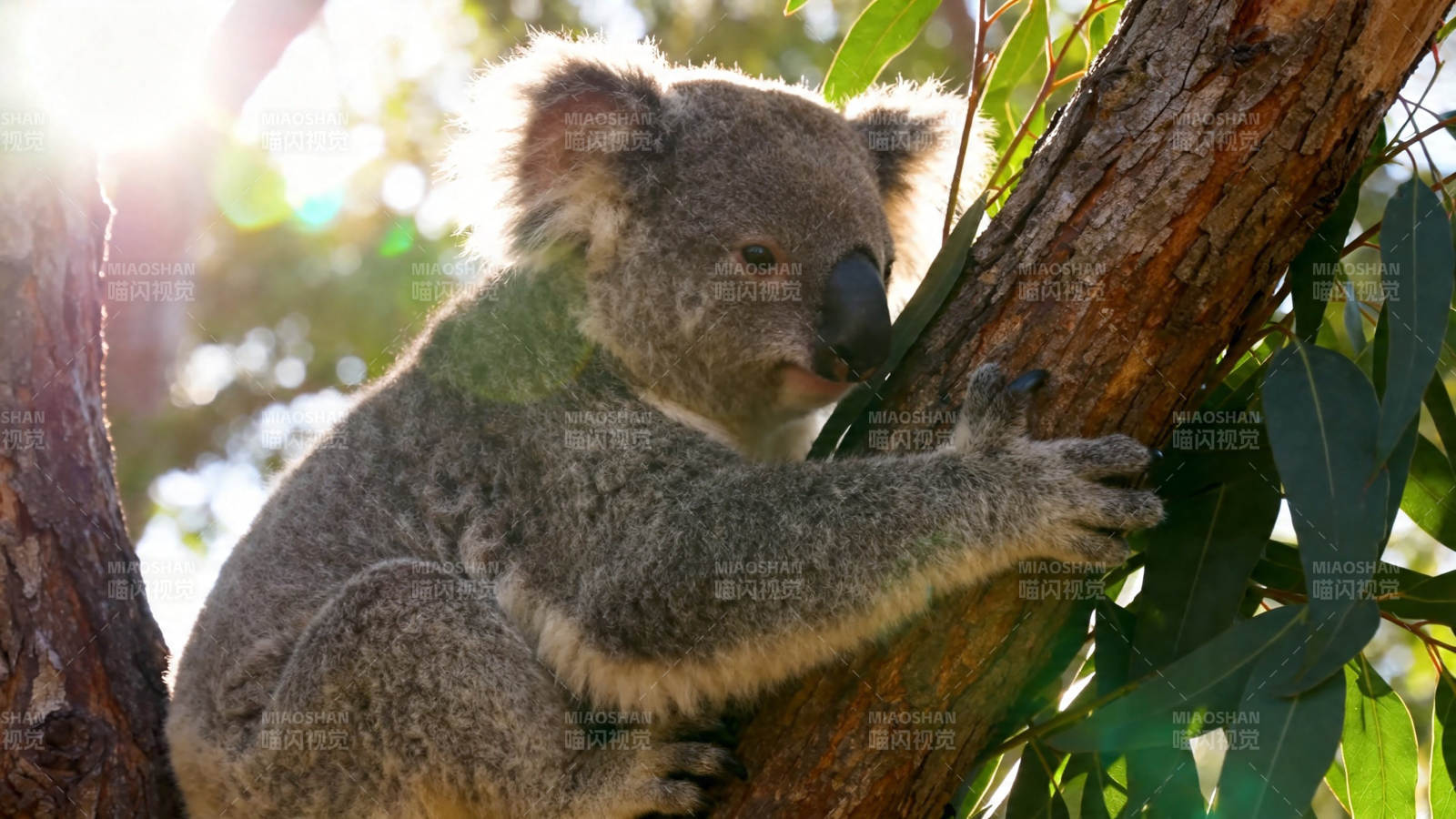考拉抱树 阳光斑驳图片