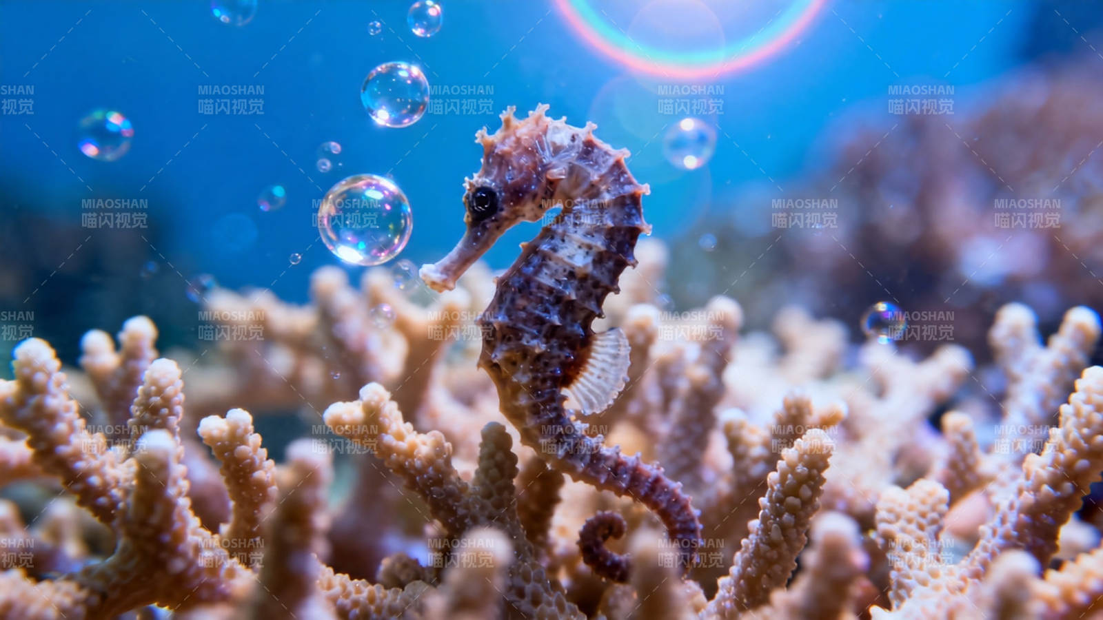 海马珊瑚间 气泡舞深蓝图片