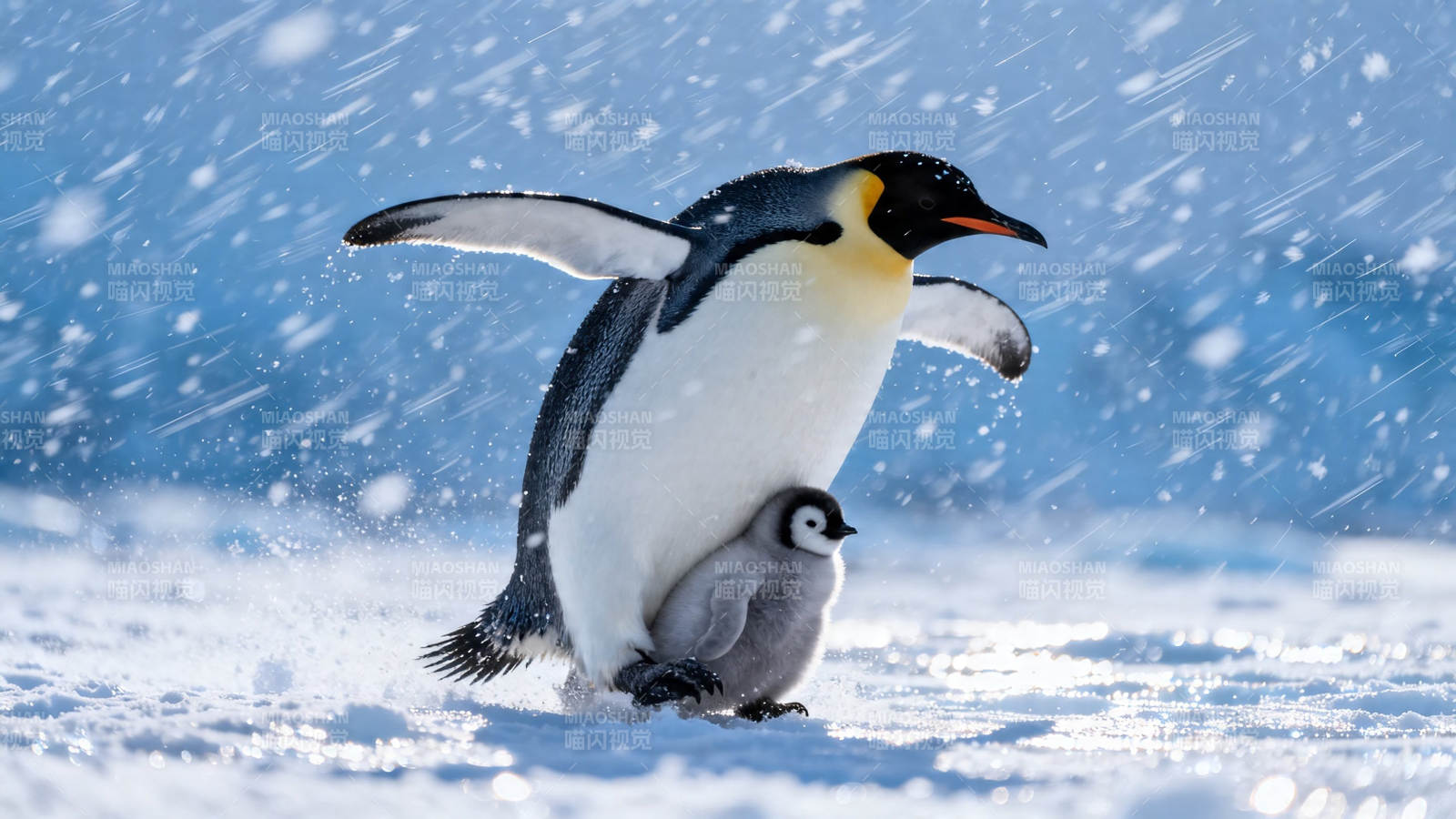 雪帝企鹅护雏行图片