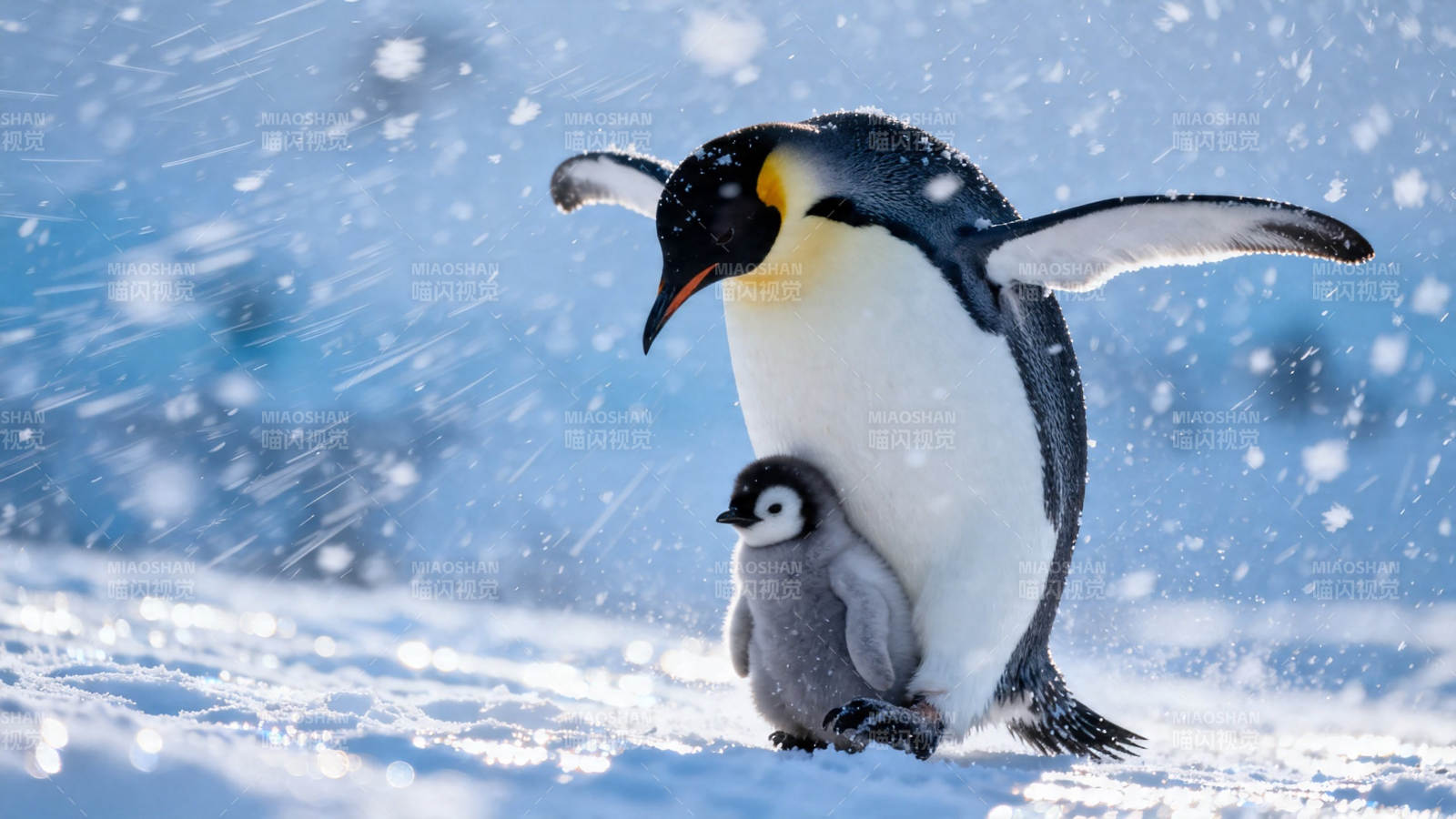 企鹅母子雪中同行图片