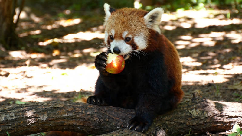 小熊猫啃苹果萌态十足图片