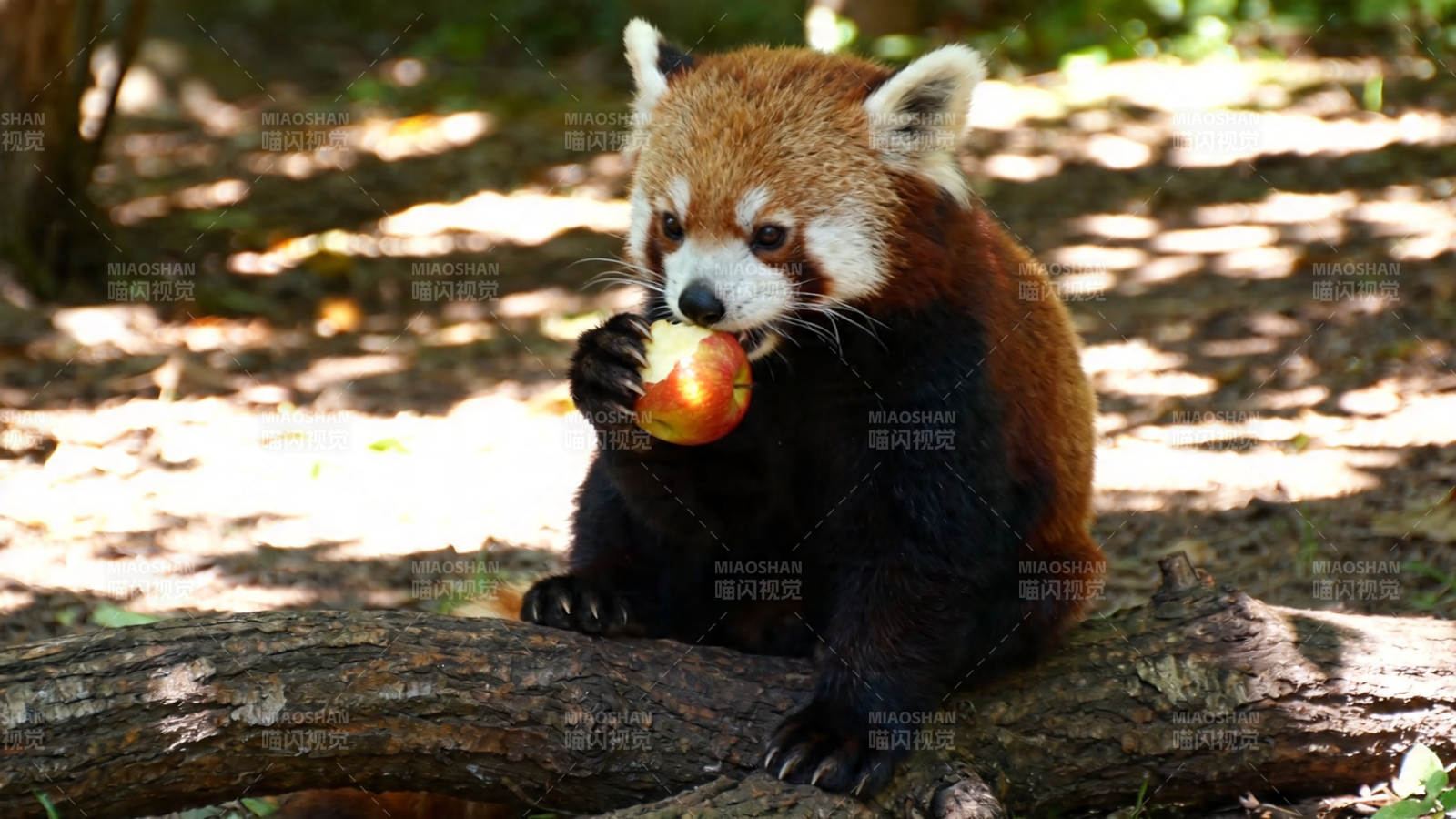 小熊猫啃苹果萌态十足图片