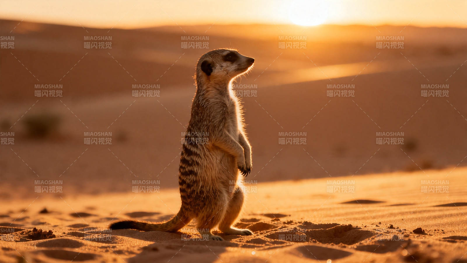沙漠狐獴望夕阳图片