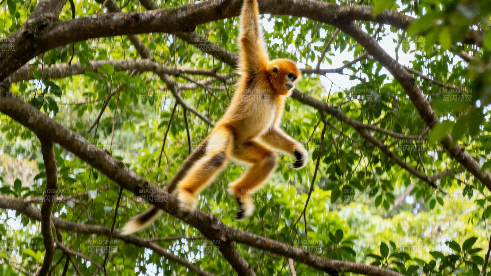 金丝猴荡跃林间图片