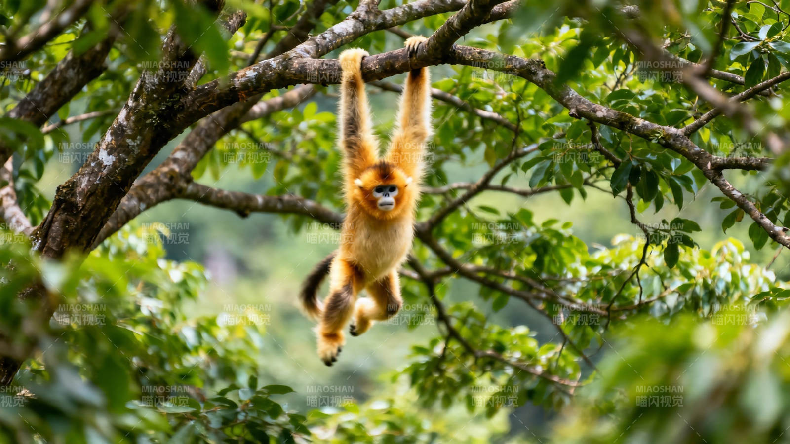 金丝猴挂枝荡秋千图片