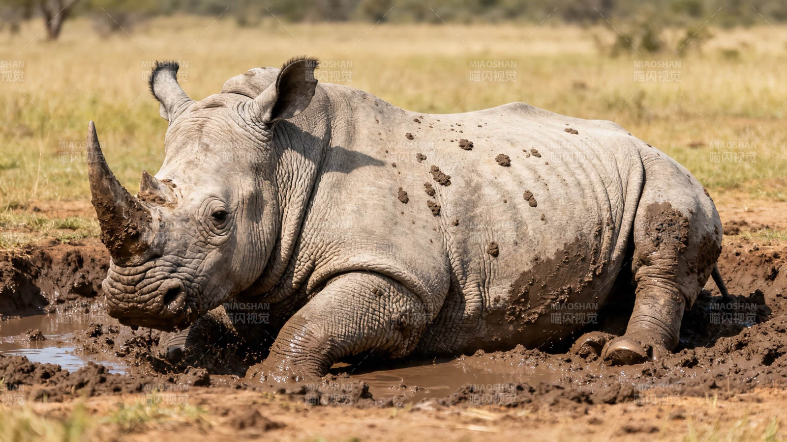 犀牛泥浴享清凉图片