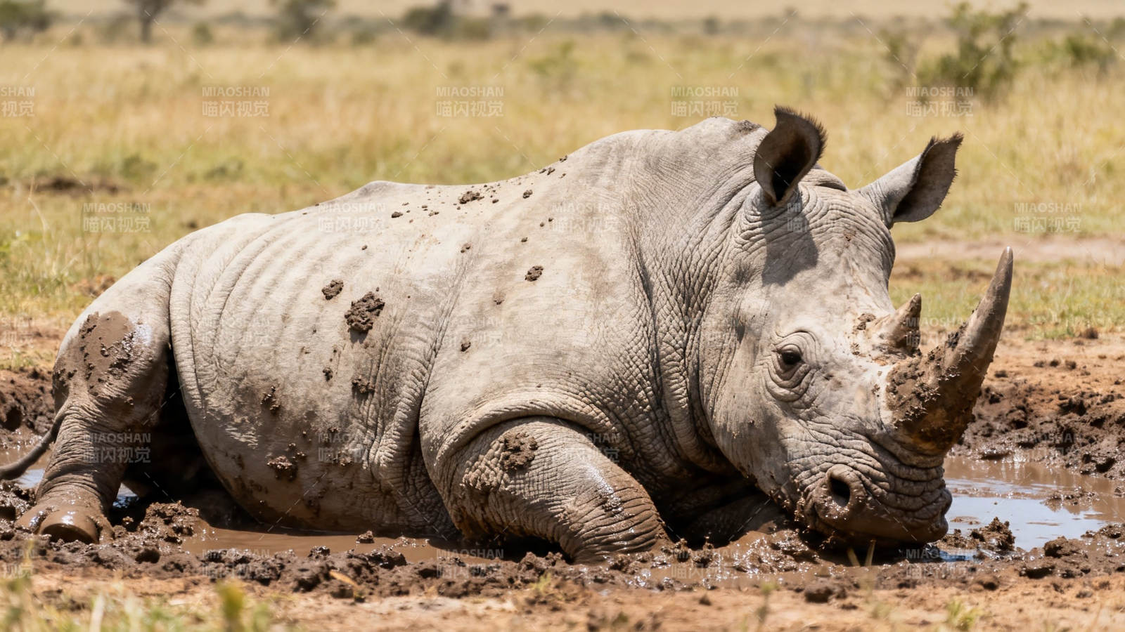 泥中休憩的犀牛图片