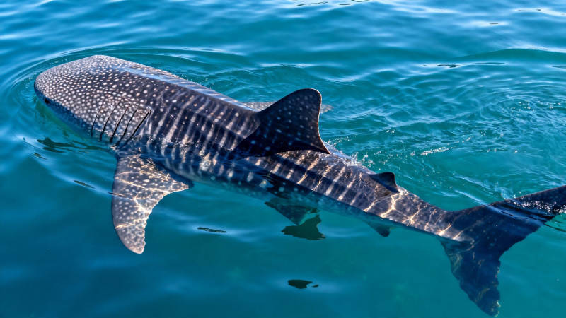 鲸鲨游弋碧蓝海面图片