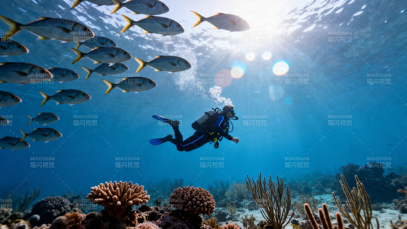 潜水者与鱼群共舞海底图片