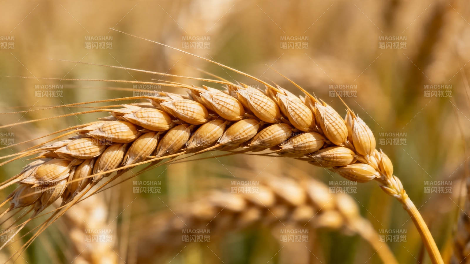 金黄麦穗 丰收在望图片