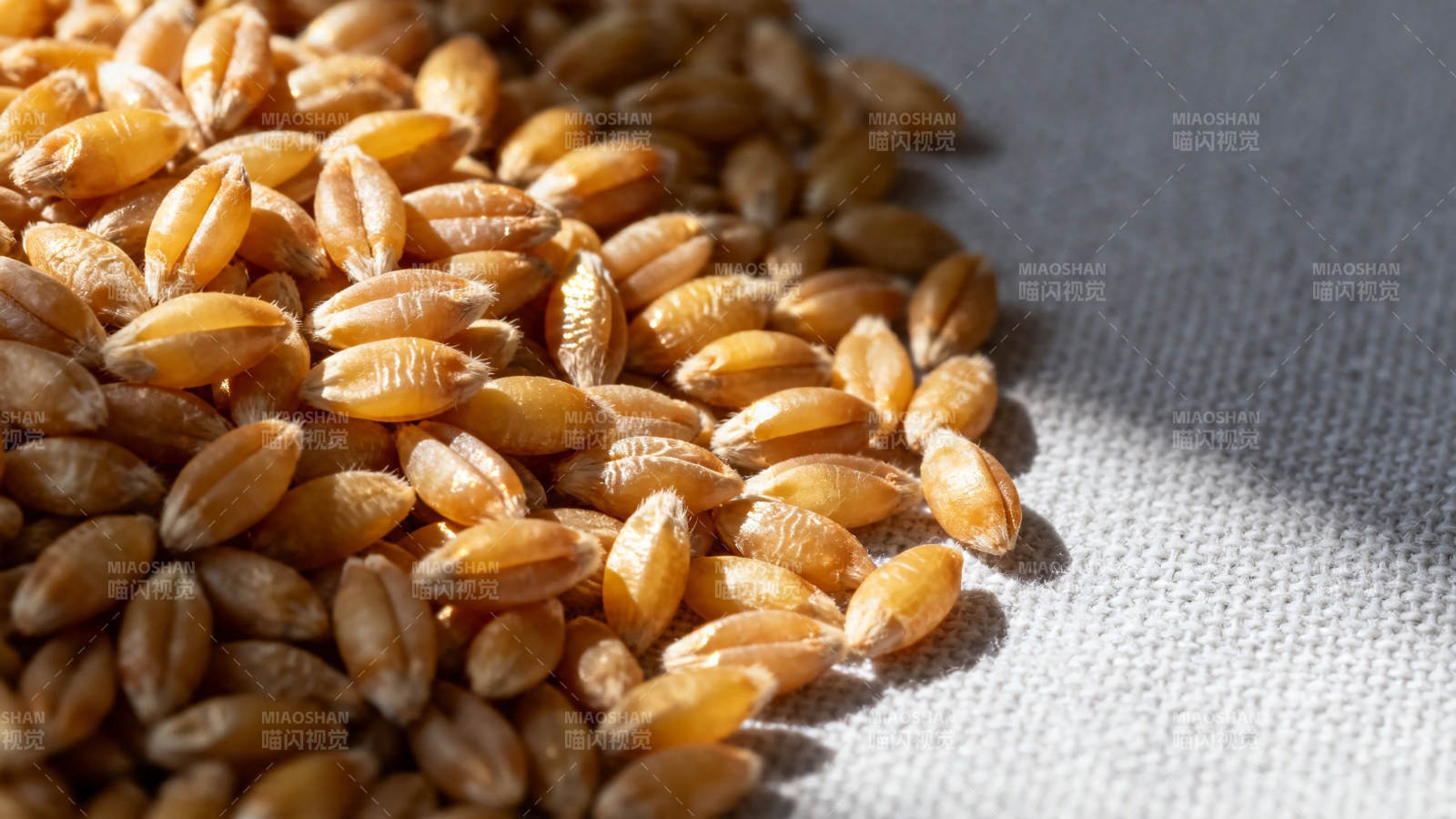 金黄麦粒堆叠特写图片