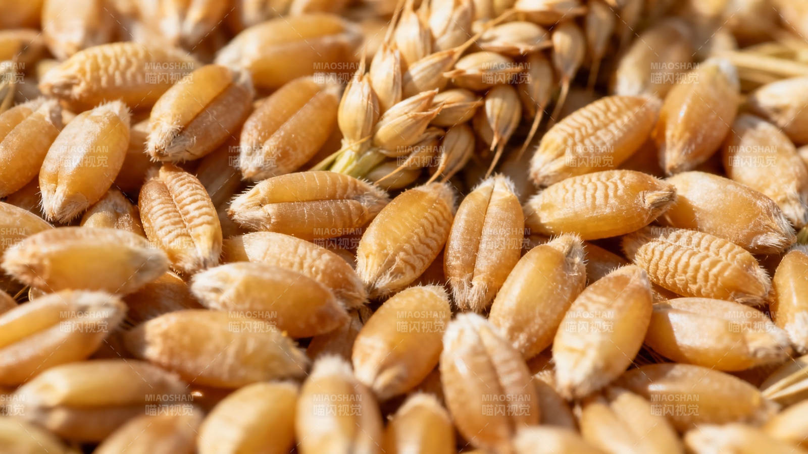 金黄麦粒饱满丰收景图片