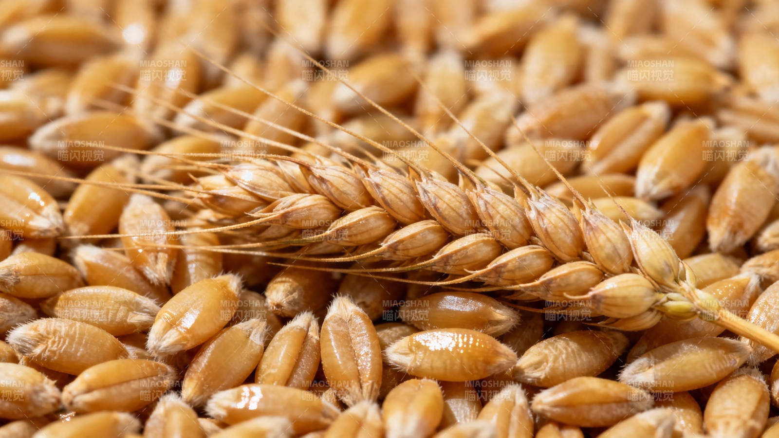 金黄麦粒与麦穗特写图片