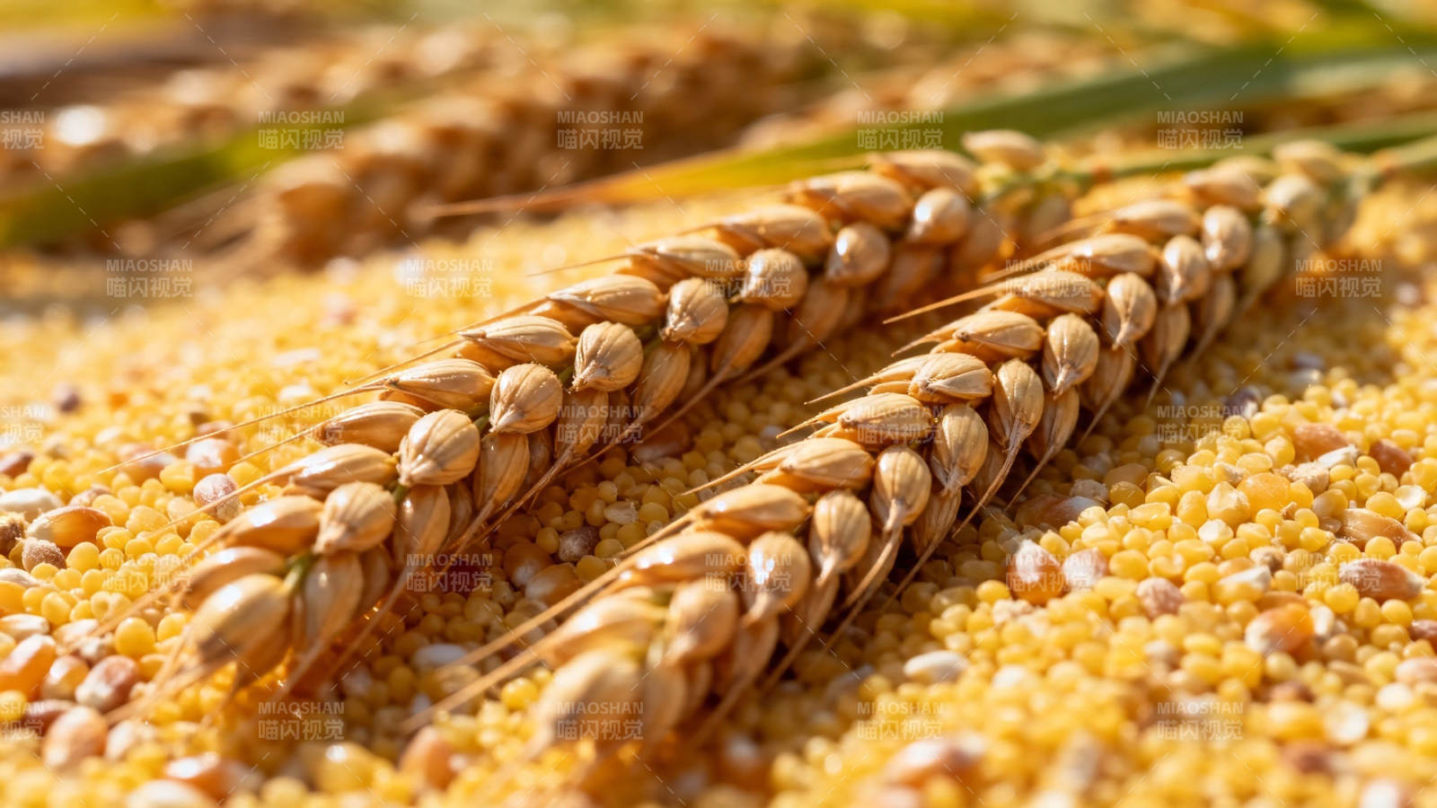 金黄麦穗与谷粒特写图片