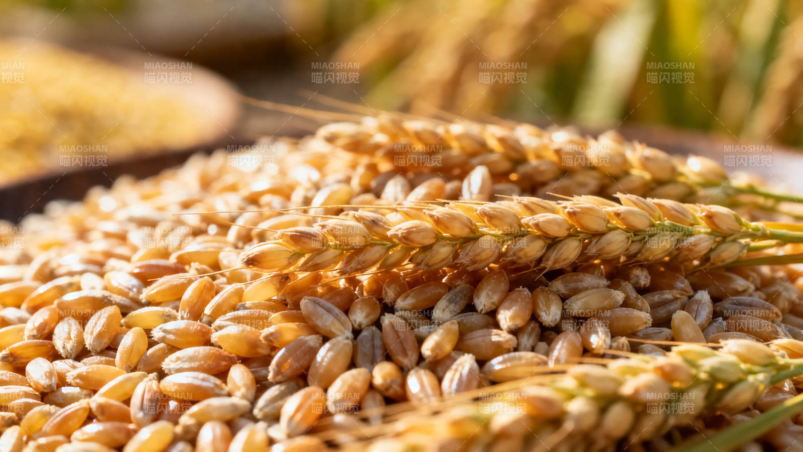 金黄麦穗堆满盘 丰收在望图片