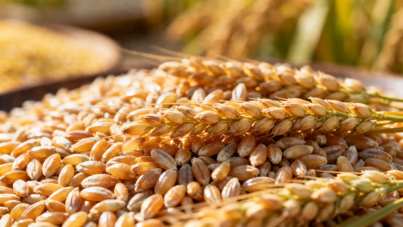 金黄麦穗堆满盘 丰收在望图片