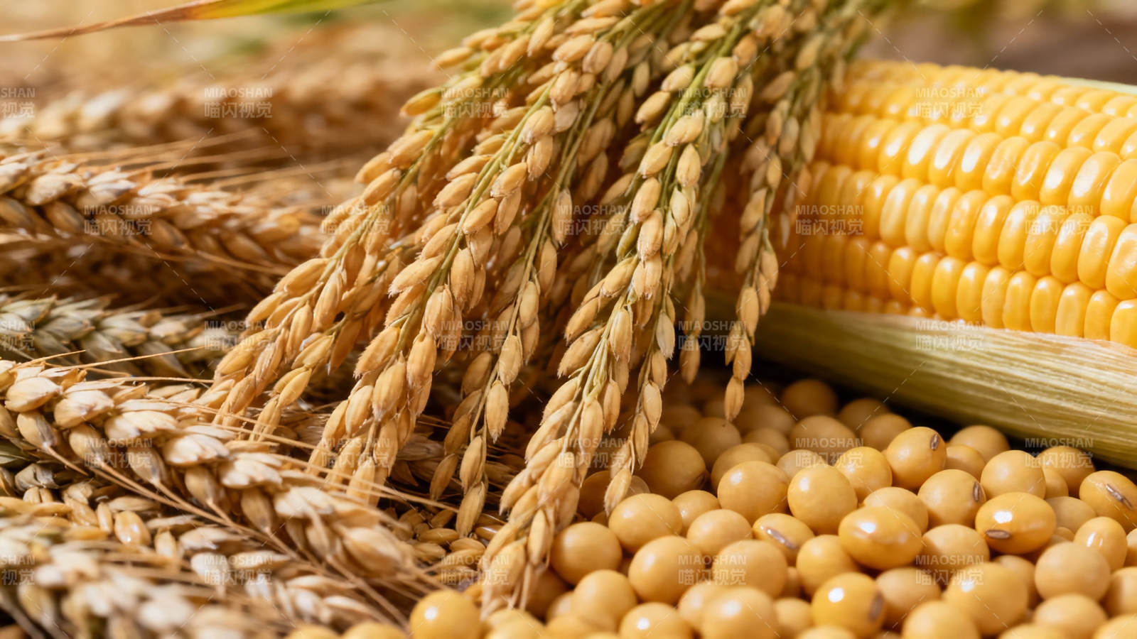 五谷丰登 稻麦玉米豆齐聚图片