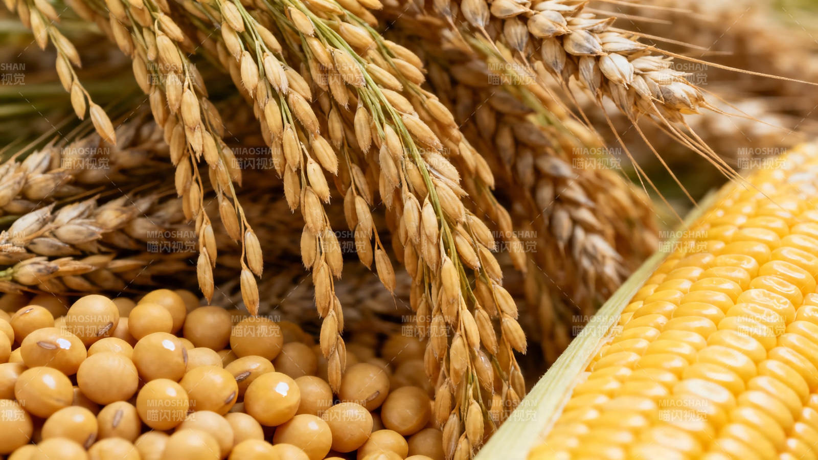 五谷丰登 稻麦豆玉米图片