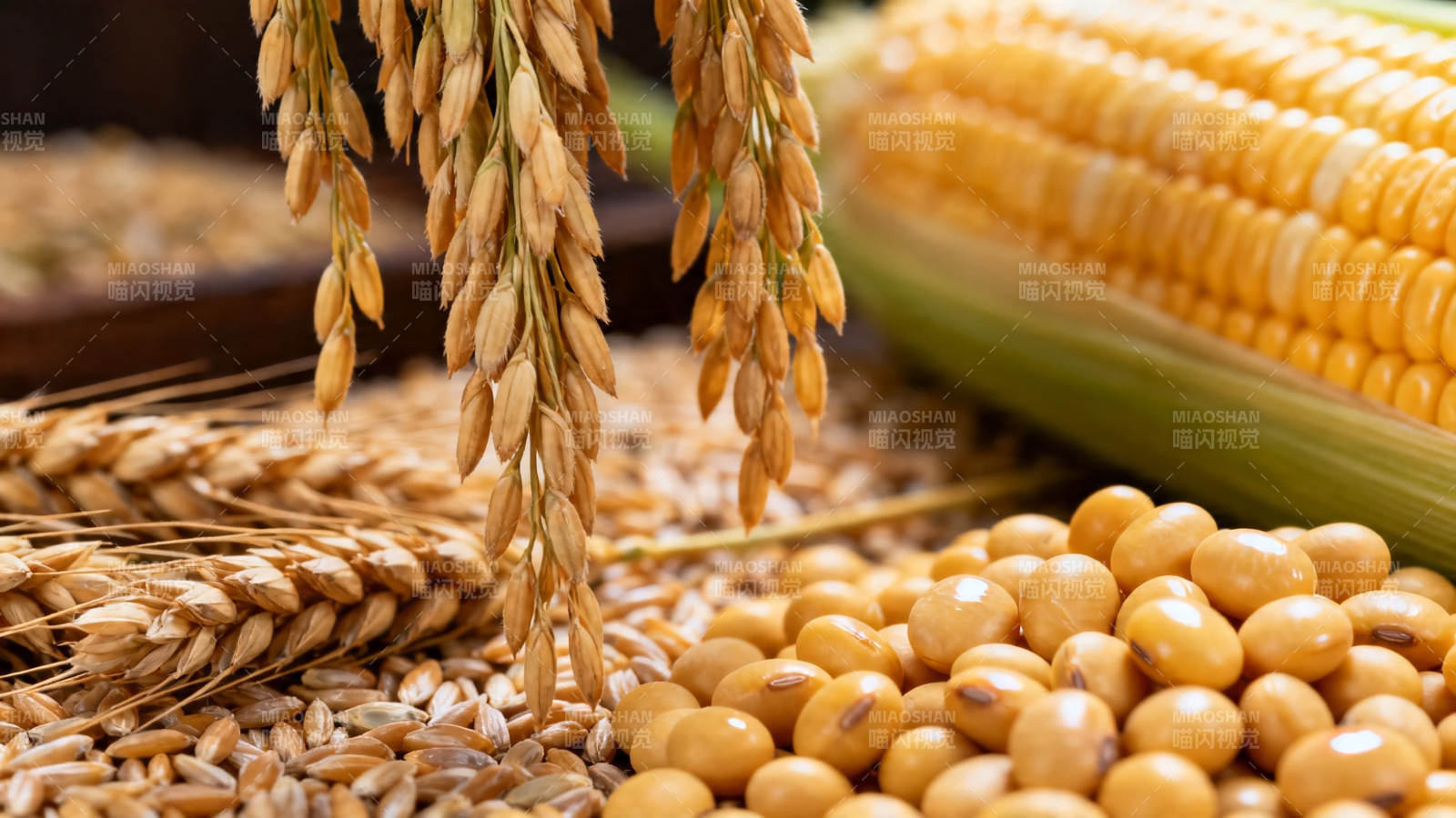 五谷丰登 稻麦玉米豆图片