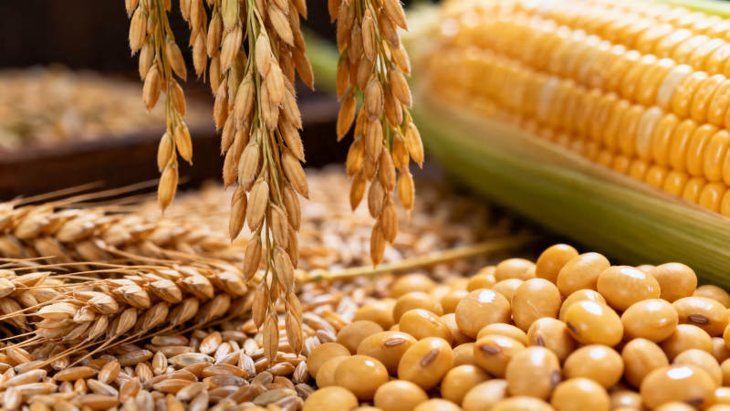 五谷丰登 稻麦玉米豆图片