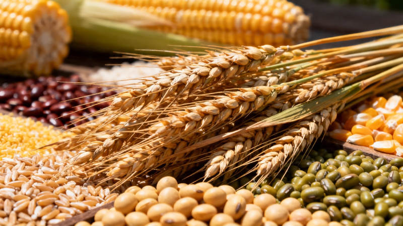 五谷丰登 粮满仓廪图片