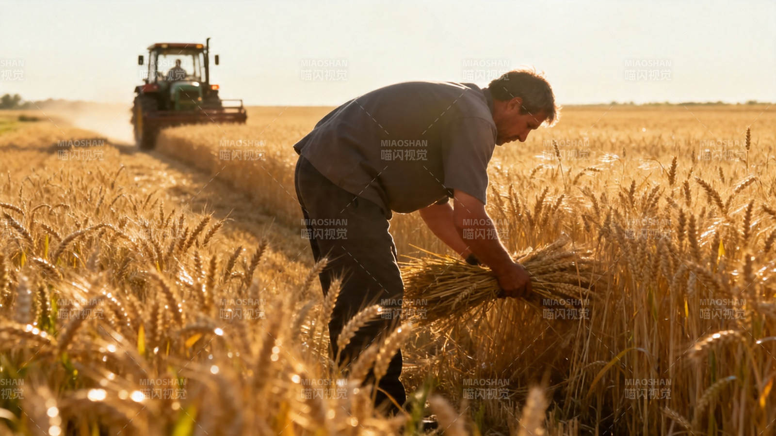 麦田劳作 丰收在望图片