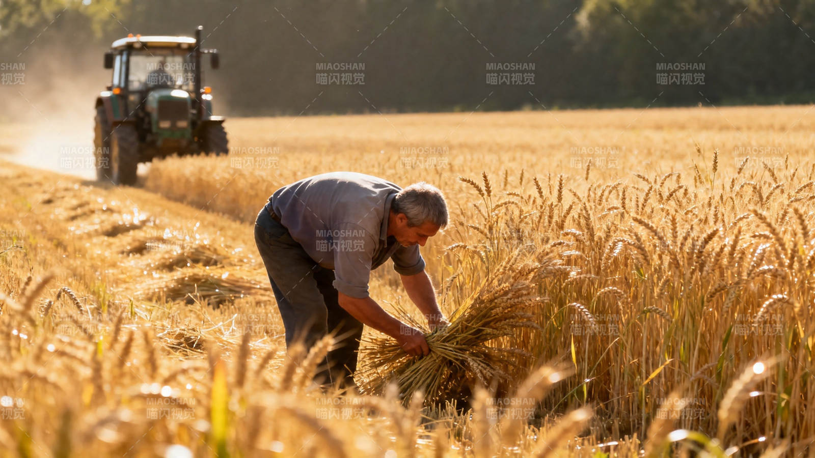 麦田收割 人机协作忙图片
