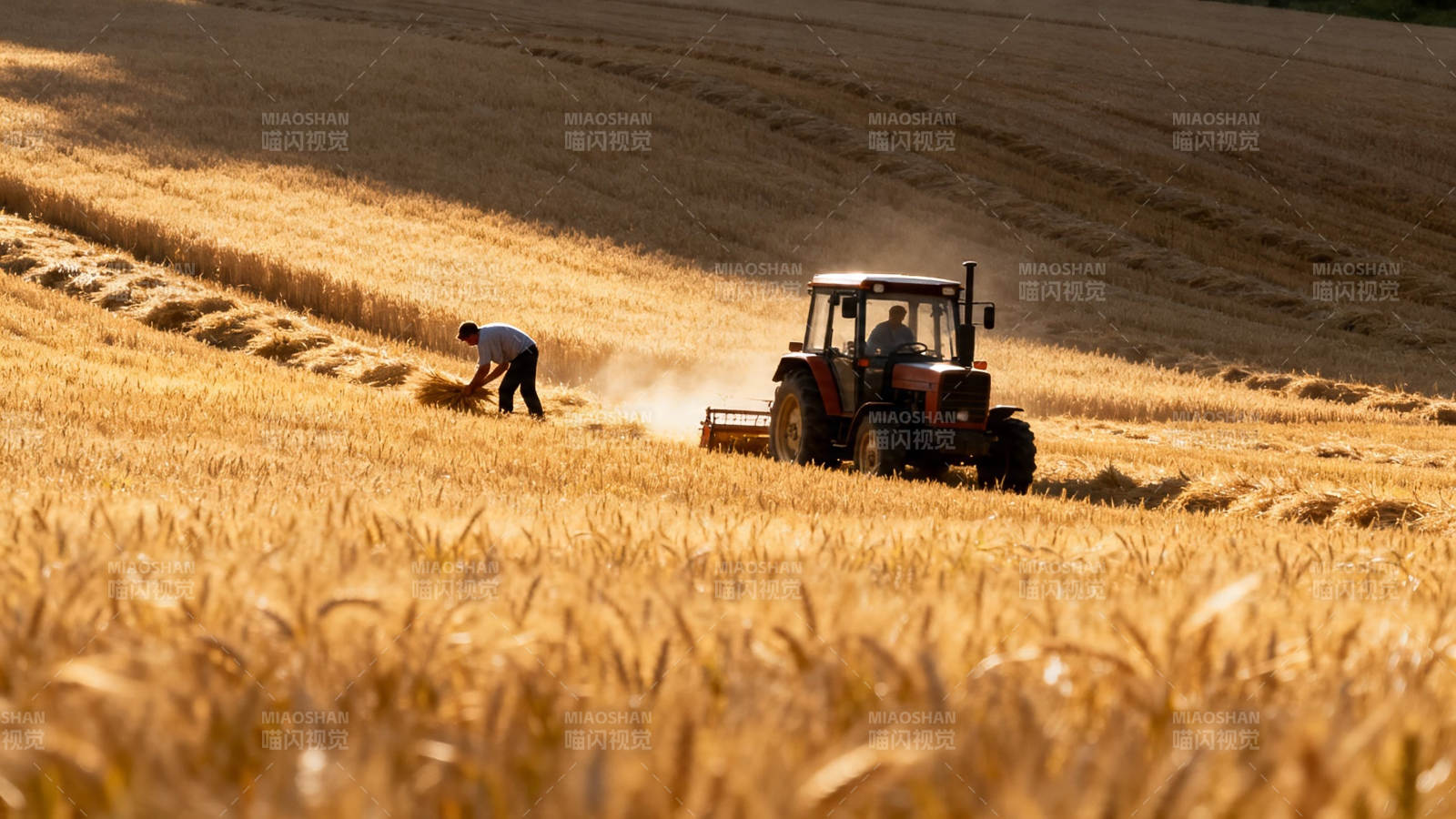麦田收割 人机协作忙图片