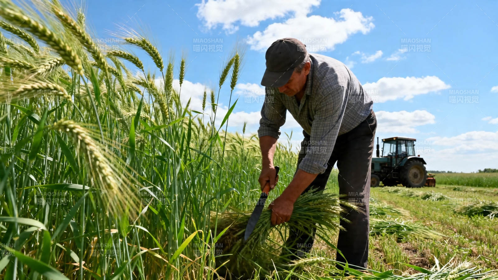 农夫割麦 拖拉机待命图片