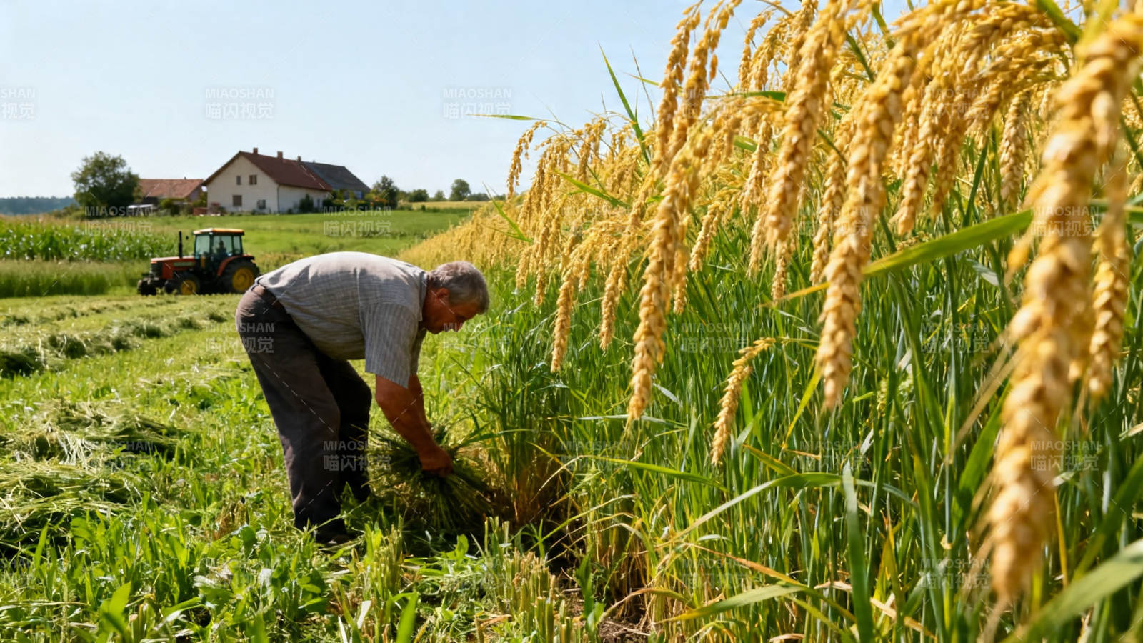 农人弯腰收割金黄麦穗图片