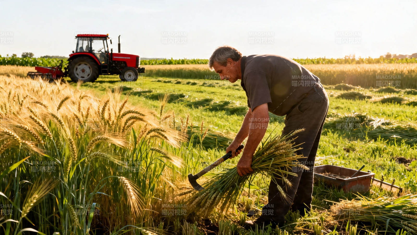 农夫挥镰收麦 拖拉机待命图片