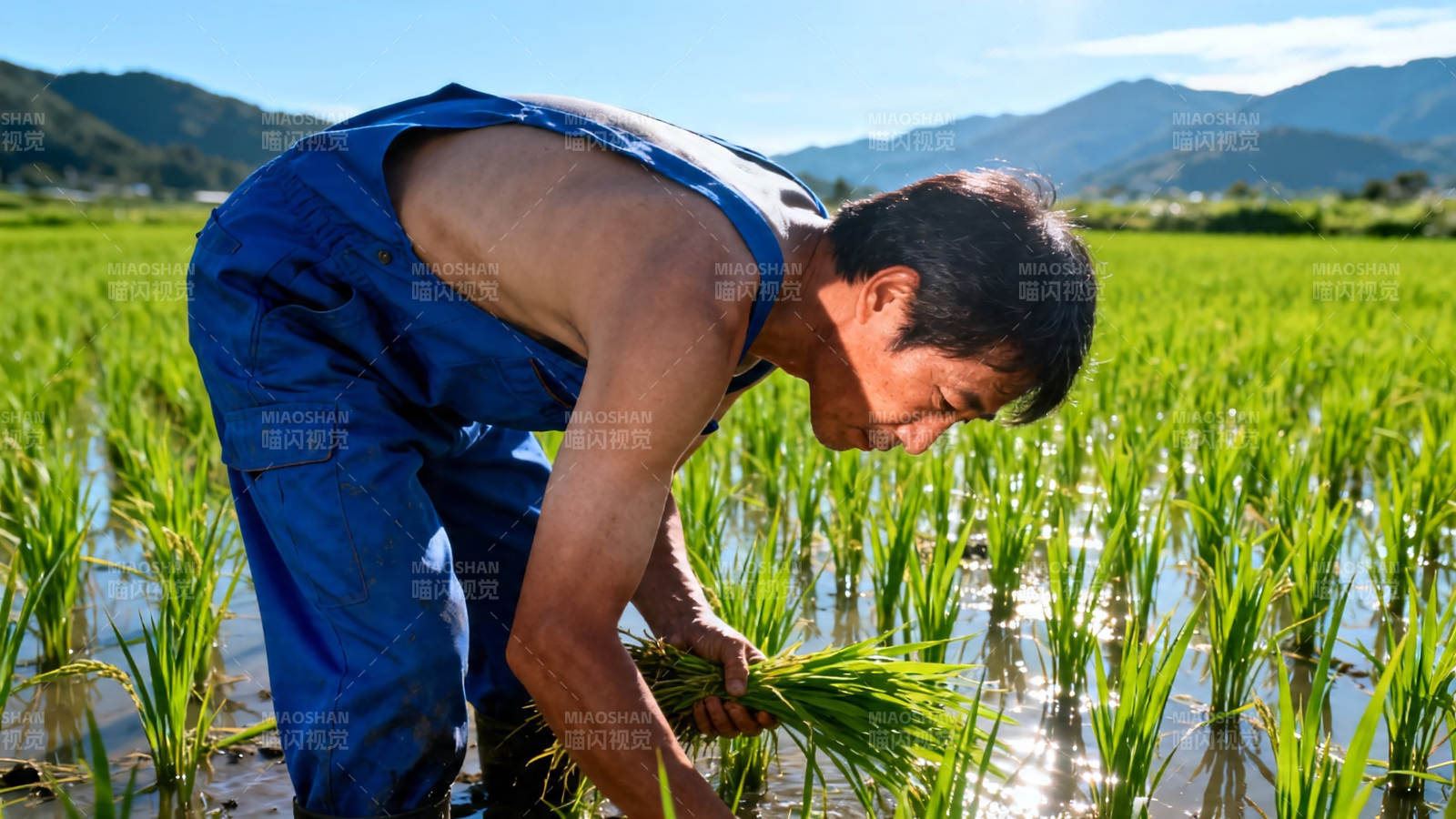 农夫插秧 青山绿水间图片