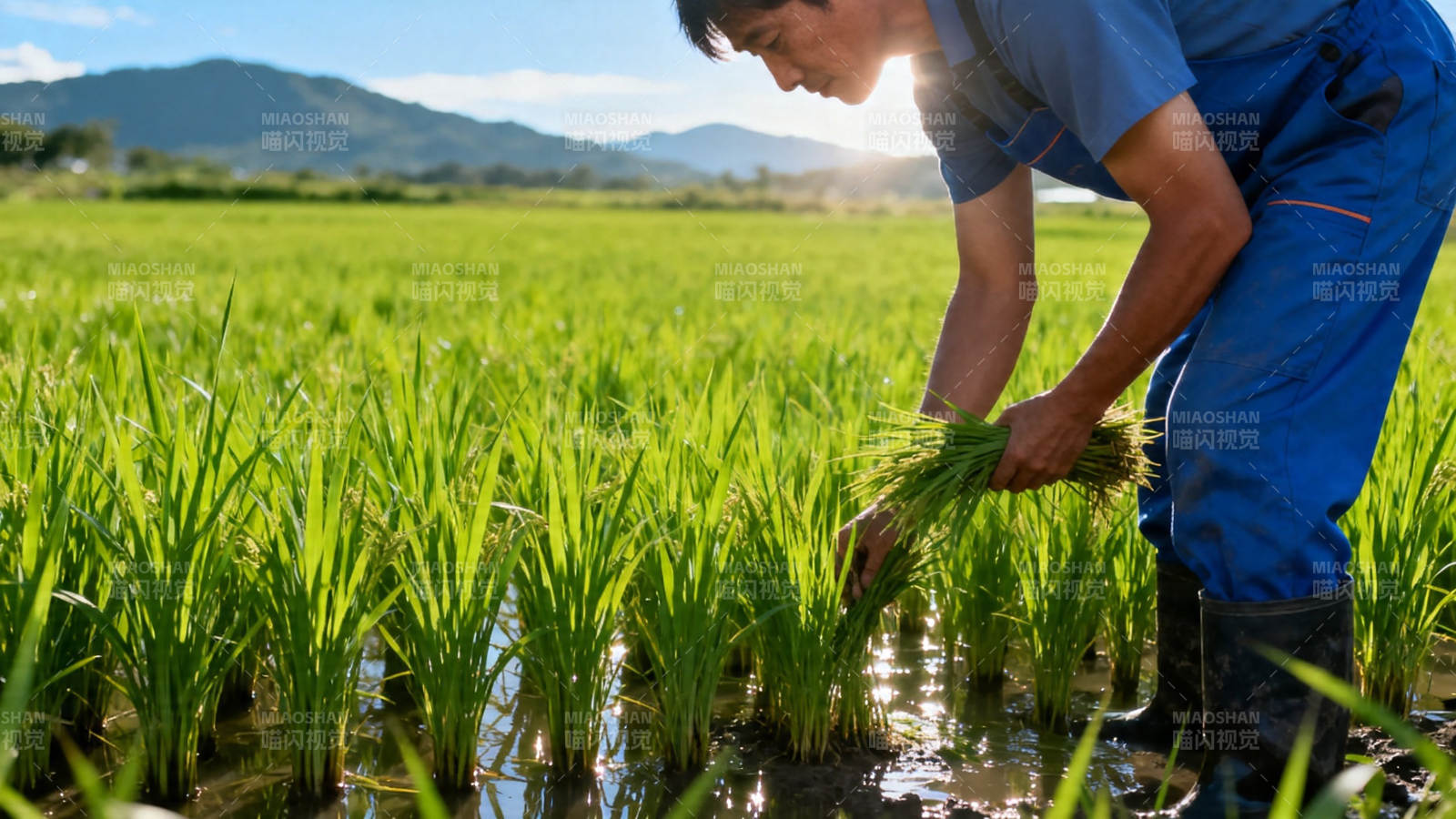 农夫插秧 绿野映山光图片