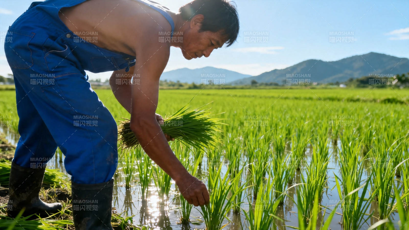 农夫插秧 青山绿水间图片