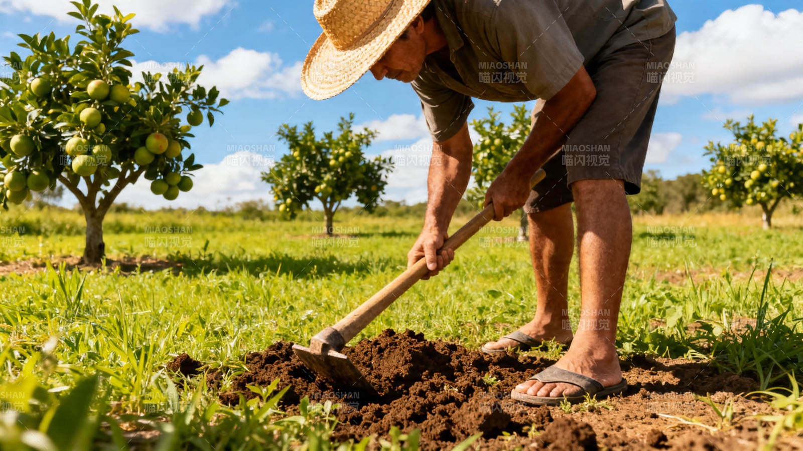 农夫锄地 果园劳作忙图片