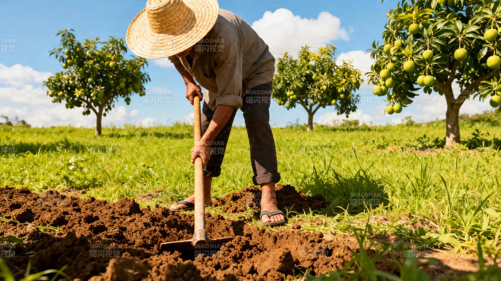 农夫戴草帽锄地果园中图片