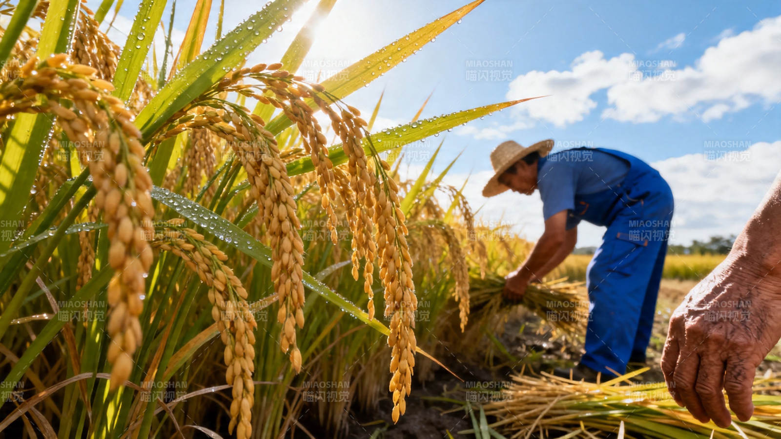 稻香丰收 农人弯腰割稻图片