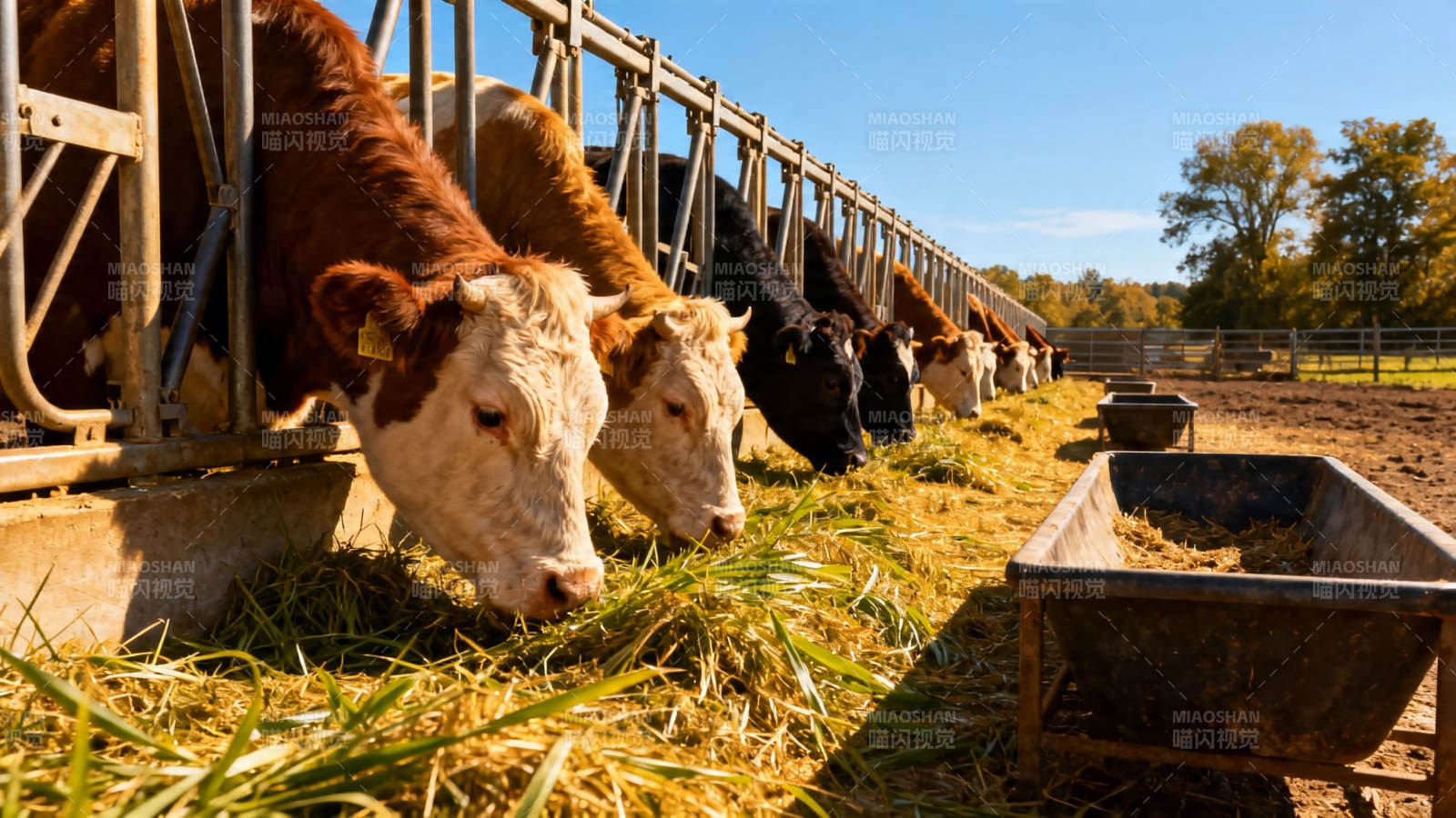 牛群进食干草场景图片
