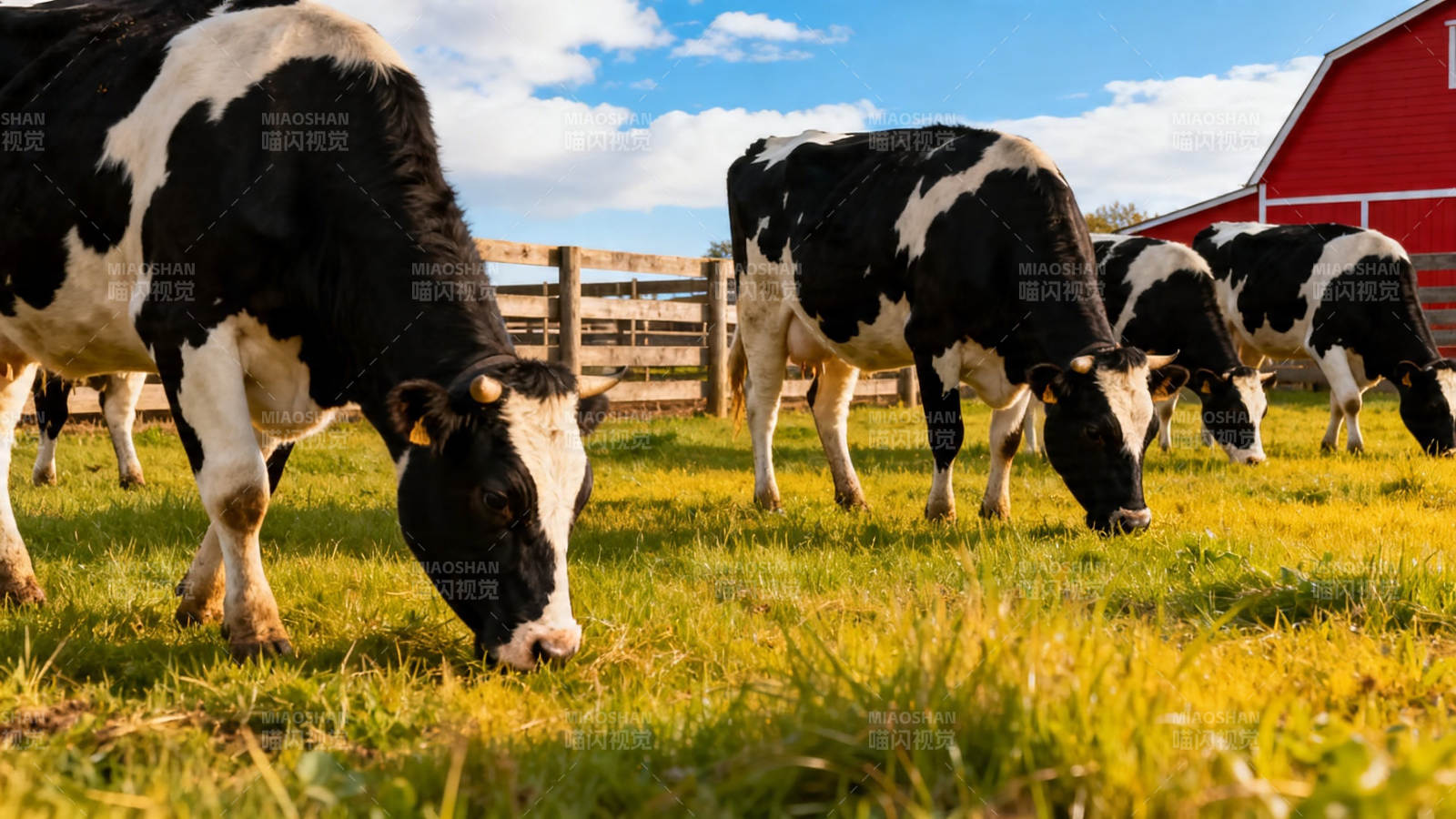 奶牛牧场吃草图图片