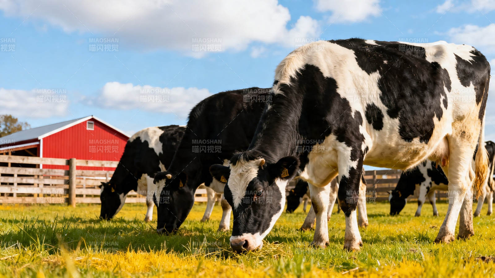 牧场奶牛吃草 红 barn 背景图片